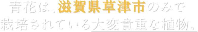 青花は、滋賀県草津市のみで栽培されている大変貴重な植物。